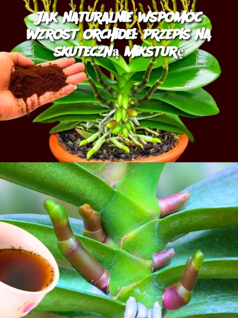 Jak_naturalnie_wspom_c_wzrost_orchidei__przepis_na_skuteczn__mikstur_