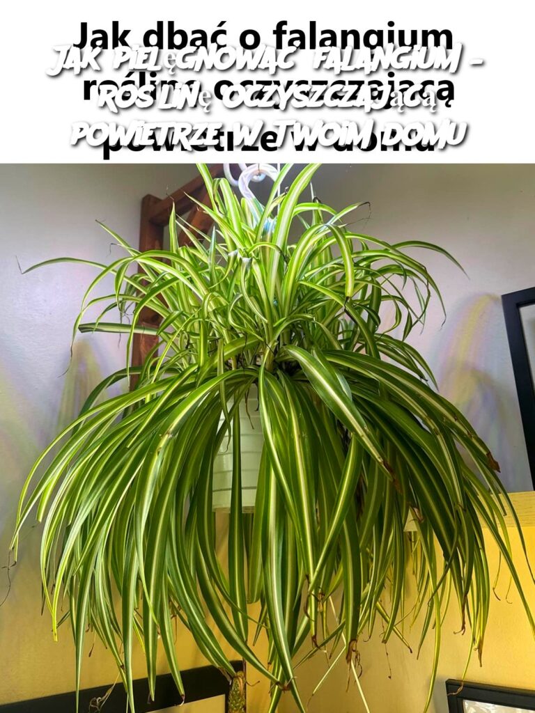 Jak_piel_gnowa__falangium___ro_lin__oczyszczaj_c__powietrze_w_Twoim_domu Jak_piel_gnowa__falangium___ro_lin__oczyszczaj_c__powietrze_w_Twoim_domu