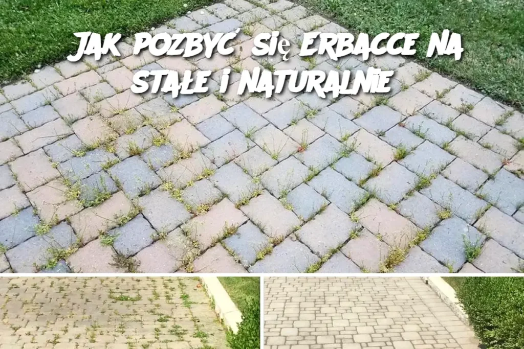 Jak_pozby__si__Erbacce_na_sta_e_i_naturalnie Jak_pozby__si__Erbacce_na_sta_e_i_naturalnie