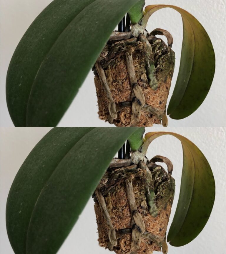 Jak_uratowa__umieraj_c__orchide___Przydatne_wskaz_wki_i_porady-1