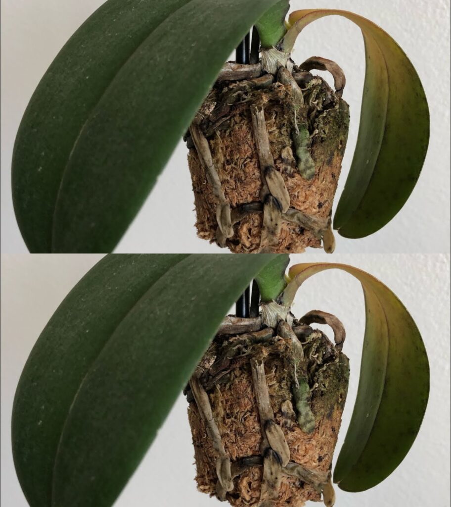 Jak_uratowa__umieraj_c__orchide___Przydatne_wskaz_wki_i_porady Jak_uratowa__umieraj_c__orchide___Przydatne_wskaz_wki_i_porady