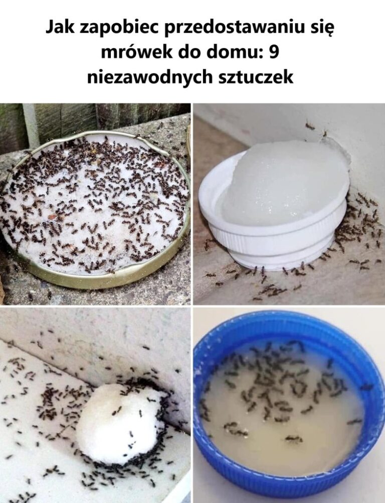 Jak_zapobiec_przedostawaniu_si__mr_wek_do_domu__9_niezawodnych_sztuczek