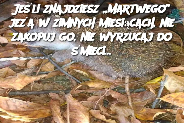 Je_li_znajdziesz__martwego__je_a_w_zimnych_miesi_cach__nie_zakopuj_go__nie_wyrzucaj_do__mieci_