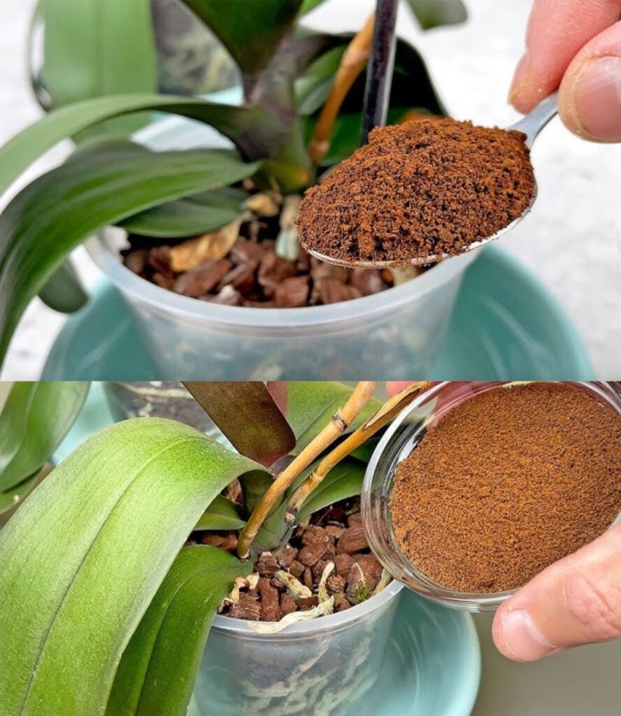 Kawa_w_orchideach__oto_dlaczego_zawsze_warto_j__sadzi____Nigdy_nie_widzia_em_ich_tak_bujnych Kawa_w_orchideach__oto_dlaczego_zawsze_warto_j__sadzi____Nigdy_nie_widzia_em_ich_tak_bujnych
