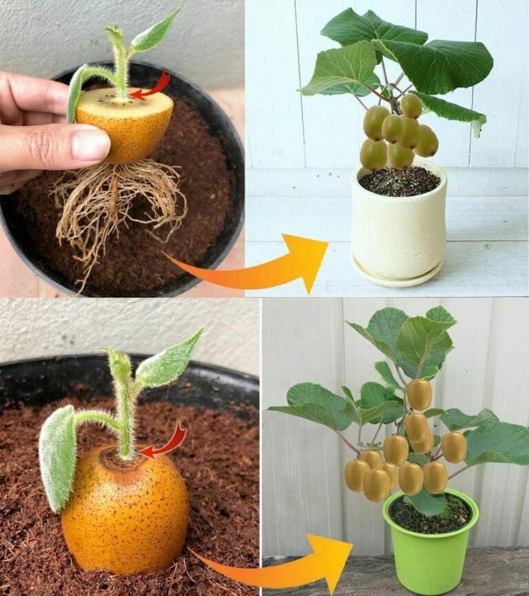 Kiwi__Jak_sadzi___uprawia__i_zbiera__kiwi-1