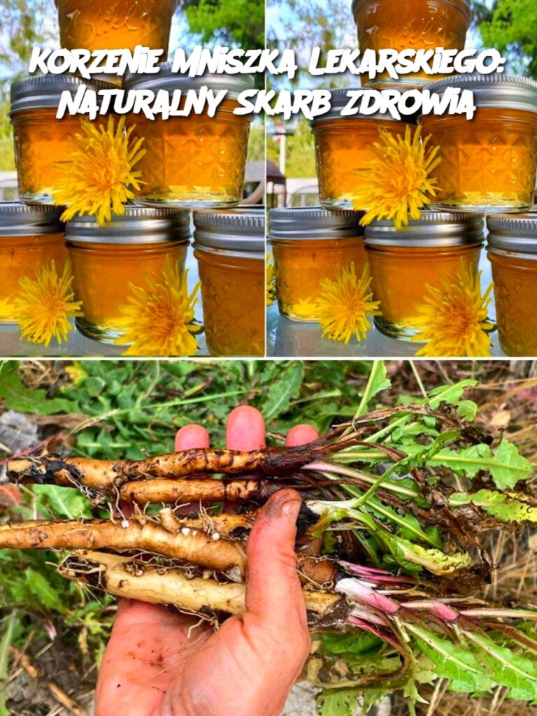 Korzenie_Mniszka_Lekarskiego__Naturalny_Skarb_Zdrowia Korzenie_Mniszka_Lekarskiego__Naturalny_Skarb_Zdrowia