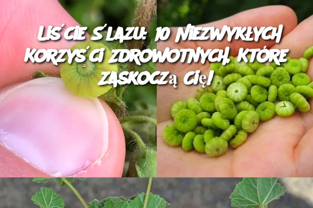 Li_cie__lazu__10_Niezwyk_ych_Korzy_ci_Zdrowotnych__Kt_re_Zaskocz__Ci__ Li_cie__lazu__10_Niezwyk_ych_Korzy_ci_Zdrowotnych__Kt_re_Zaskocz__Ci__