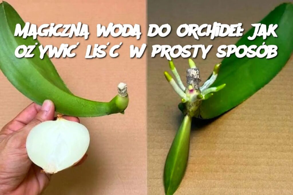 Magiczna_woda_do_orchidei__Jak_o_ywi__li___w_prosty_spos_b Magiczna_woda_do_orchidei__Jak_o_ywi__li___w_prosty_spos_b