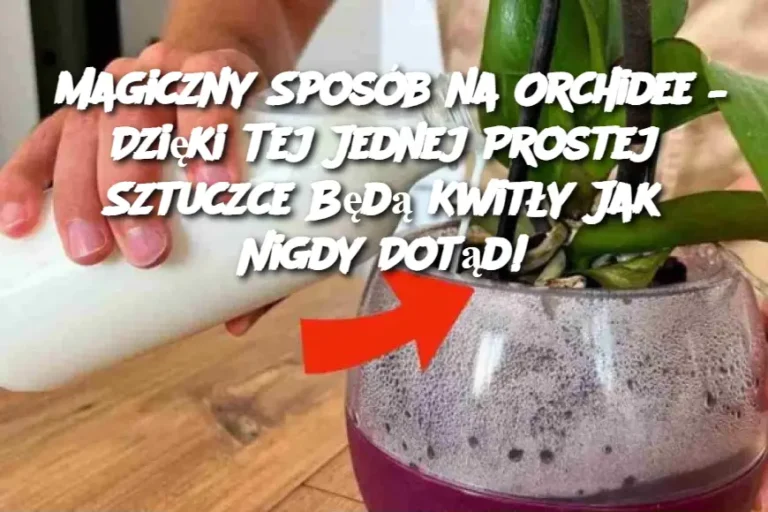Magiczny_Spos_b_na_Orchidee___Dzi_ki_Tej_Jednej_Prostej_Sztuczce_B_d__Kwit_y_Jak_Nigdy_Dot_d_
