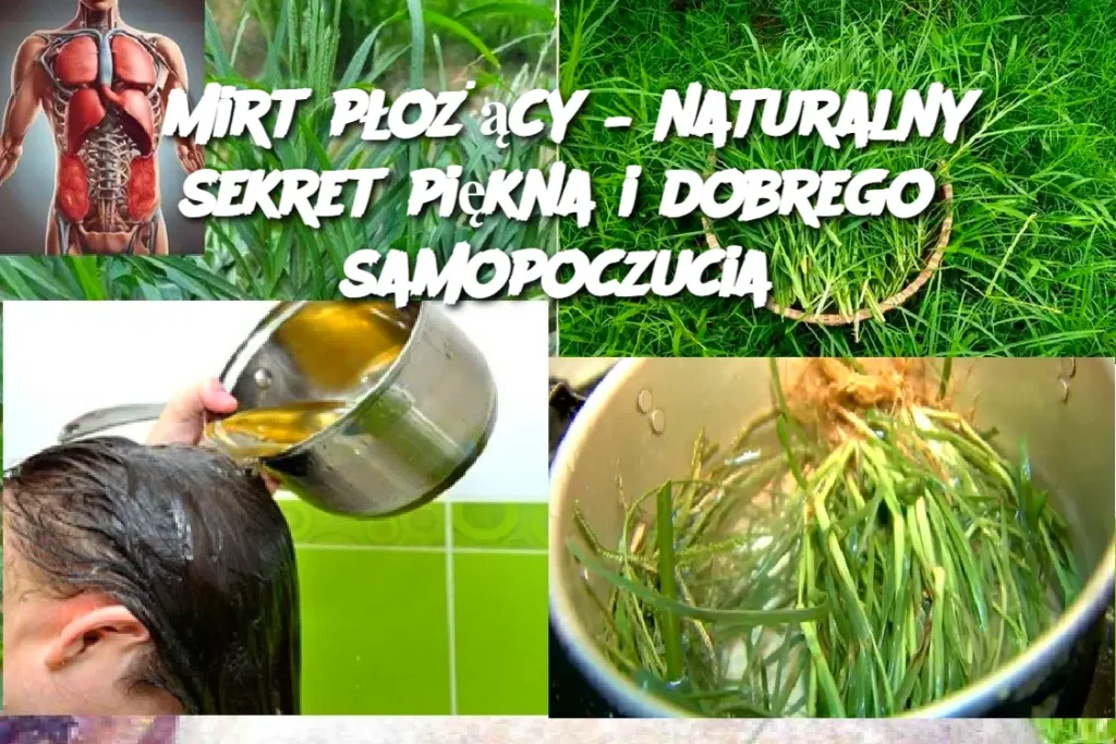 Mirt_p_o__cy___naturalny_sekret_pi_kna_i_dobrego_samopoczucia Mirt_p_o__cy___naturalny_sekret_pi_kna_i_dobrego_samopoczucia