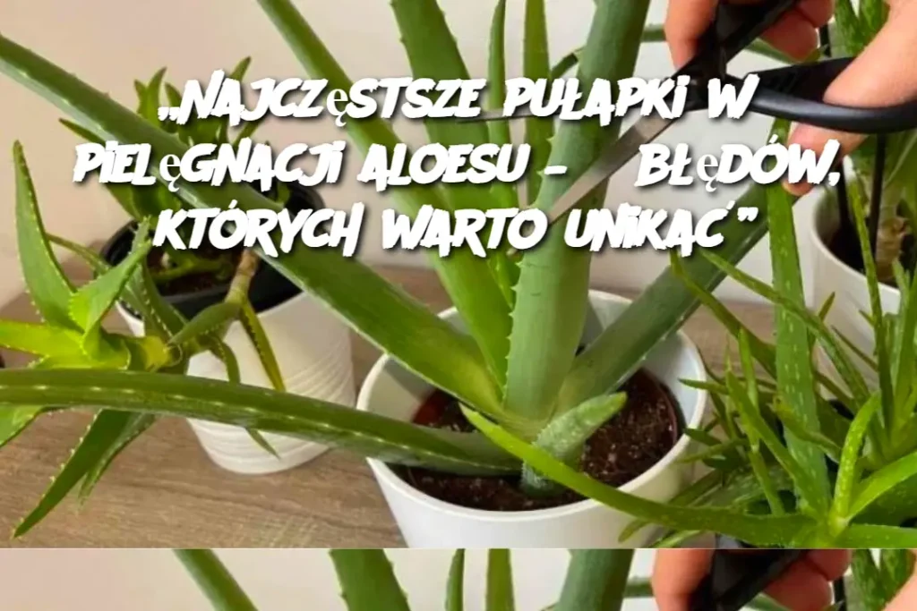 Najcz_stsze_pu_apki_w_piel_gnacji_aloesu___8_b__d_w__kt_rych_warto_unika__ Najcz_stsze_pu_apki_w_piel_gnacji_aloesu___8_b__d_w__kt_rych_warto_unika__