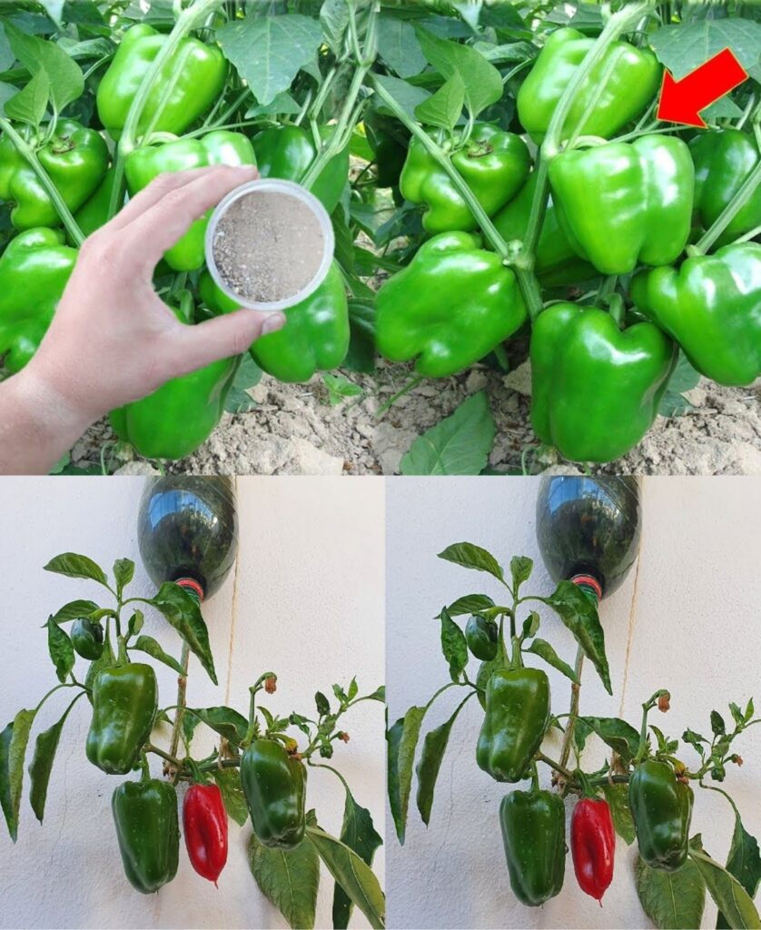 Najsilniejszy_organiczny_suplement_do_podwajania_og_rk_w__pomidor_w_i_papryki Najsilniejszy_organiczny_suplement_do_podwajania_og_rk_w__pomidor_w_i_papryki