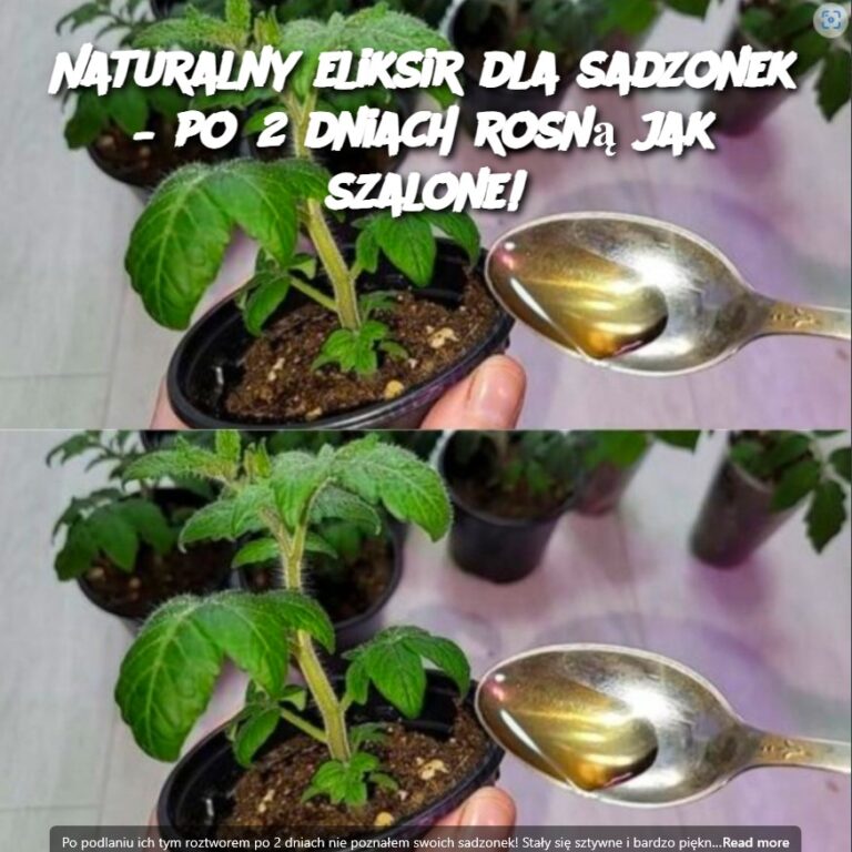 Naturalny_eliksir_dla_sadzonek___po_2_dniach_rosn__jak_szalone_