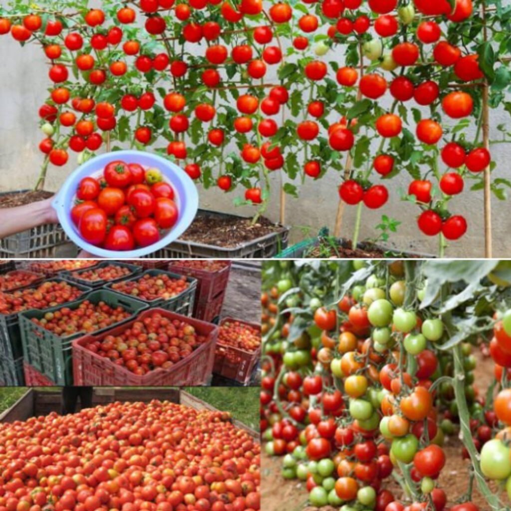 Naturalny_naw_z__dzi_ki_kt_remu_pomidory_rosn__10_razy_szybciej Naturalny_naw_z__dzi_ki_kt_remu_pomidory_rosn__10_razy_szybciej