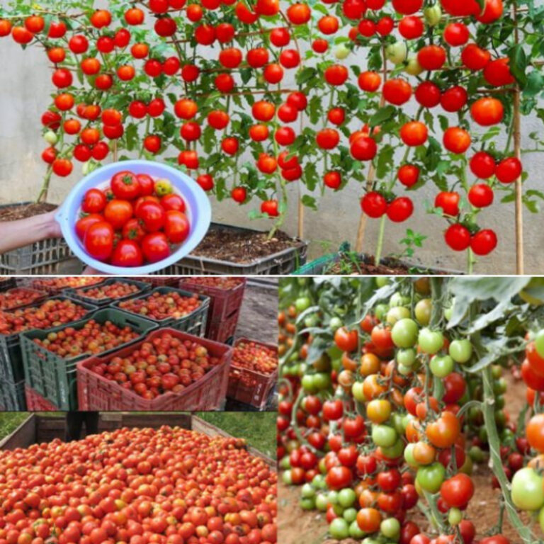 Naturalny_naw_z__dzi_ki_kt_remu_pomidory_rosn__10_razy_szybciej