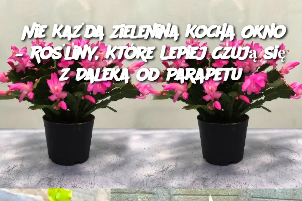 Nie_Ka_da_Zielenina_Kocha_Okno___Ro_liny__Kt_re_Lepiej_Czuj__si__z_Daleka_od_Parapetu Nie_Ka_da_Zielenina_Kocha_Okno___Ro_liny__Kt_re_Lepiej_Czuj__si__z_Daleka_od_Parapetu