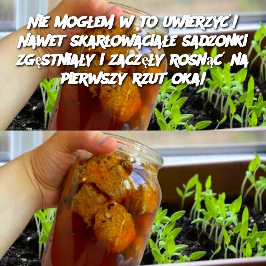 Nie_mog_em_w_to_uwierzy___Nawet_skar_owacia_e_sadzonki_zg_stnia_y_i_zacz__y_rosn___na_pierwszy_rzut_oka_ Nie_mog_em_w_to_uwierzy___Nawet_skar_owacia_e_sadzonki_zg_stnia_y_i_zacz__y_rosn___na_pierwszy_rzut_oka_
