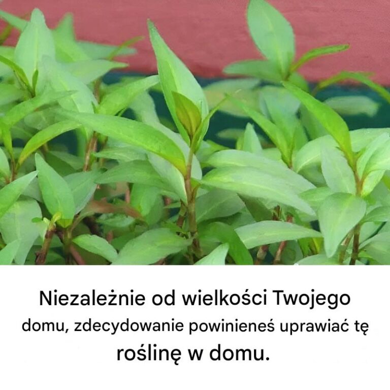 Niezale_nie_od_wielko_ci_Twojego_domu__zdecydowanie_powiniene__uprawia__t__ro_lin__w_domu_