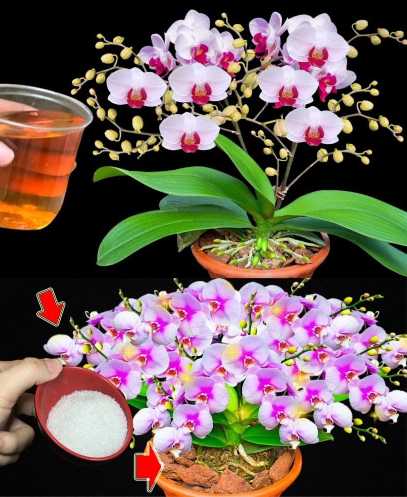 Niezawodny_Sekret_na_Orchidee__Zr_b_To_Tylko_3_Razy_w_Miesi_cu__a_Twoje_Kwiaty_B_d__Kwitn___Ca_y_Czas_