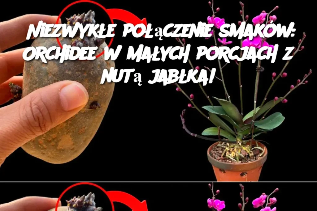 Niezwyk_e_po__czenie_smak_w__Orchidee_w_ma_ych_porcjach_z_nut__jab_ka_ Niezwyk_e_po__czenie_smak_w__Orchidee_w_ma_ych_porcjach_z_nut__jab_ka_