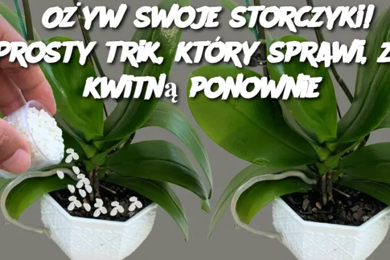 O_yw_swoje_storczyki__Prosty_trik__kt_ry_sprawi___e_kwitn__ponownie