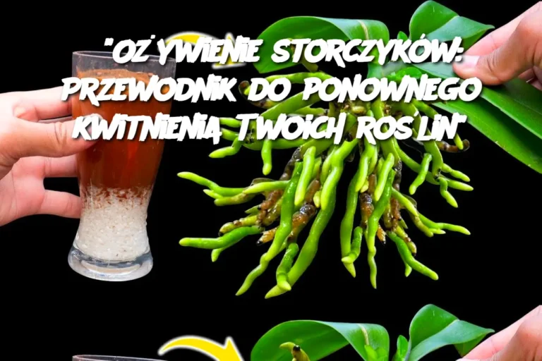 O_ywienie_storczyk_w__Przewodnik_do_ponownego_kwitnienia_Twoich_ro_lin_
