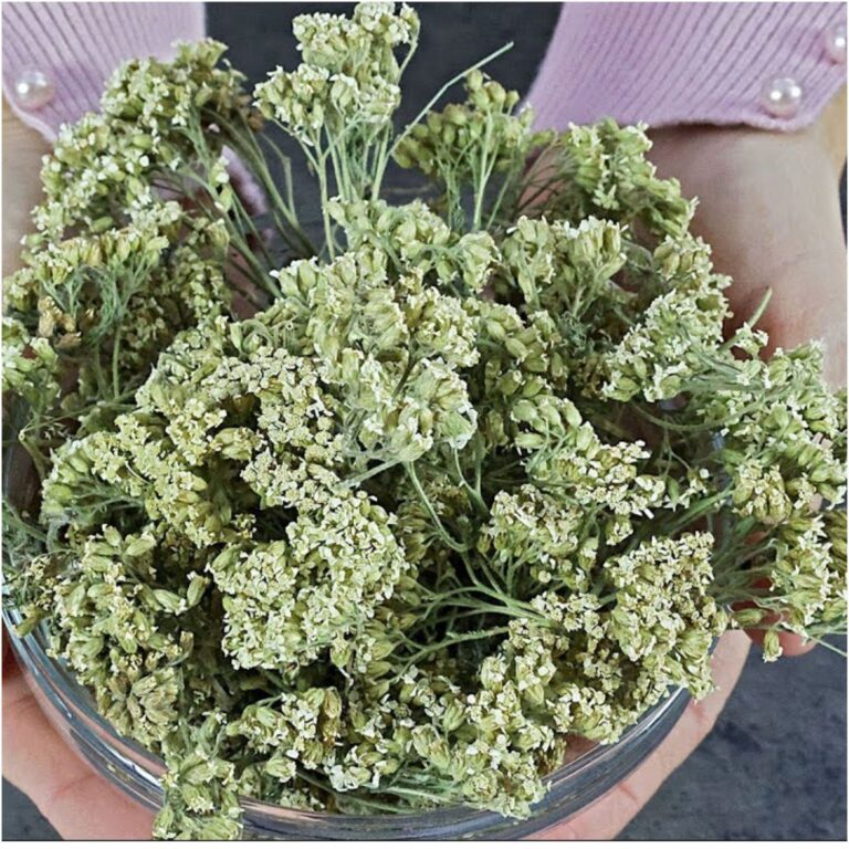 Odkryj_naturalne_cuda_trawy_Hajdu_ka-1