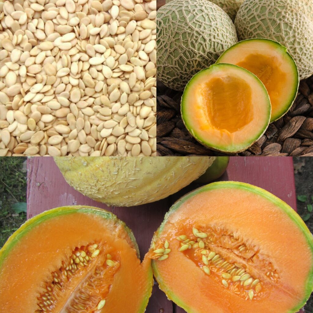 Odkryj_ukryt__moc_nasion_melona__naturalny__rodek_na_stany_zapalne__zdrowie_nerek_i_nie_tylko Odkryj_ukryt__moc_nasion_melona__naturalny__rodek_na_stany_zapalne__zdrowie_nerek_i_nie_tylko