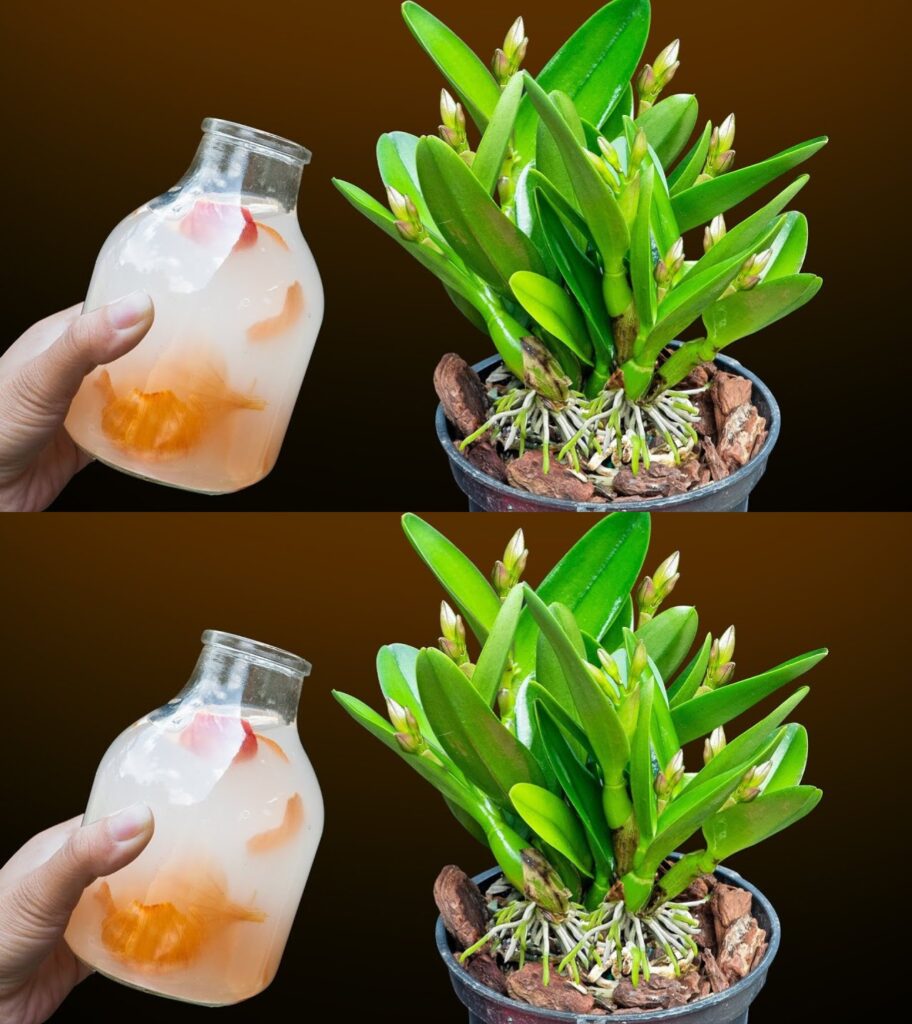 Orchidea__tylko_dzi_ki_tej_sztuczce_szk__karze_mog__sprawi____e_b_dzie__y_a_przez_wiele_lat-2 Orchidea__tylko_dzi_ki_tej_sztuczce_szk__karze_mog__sprawi____e_b_dzie__y_a_przez_wiele_lat-2