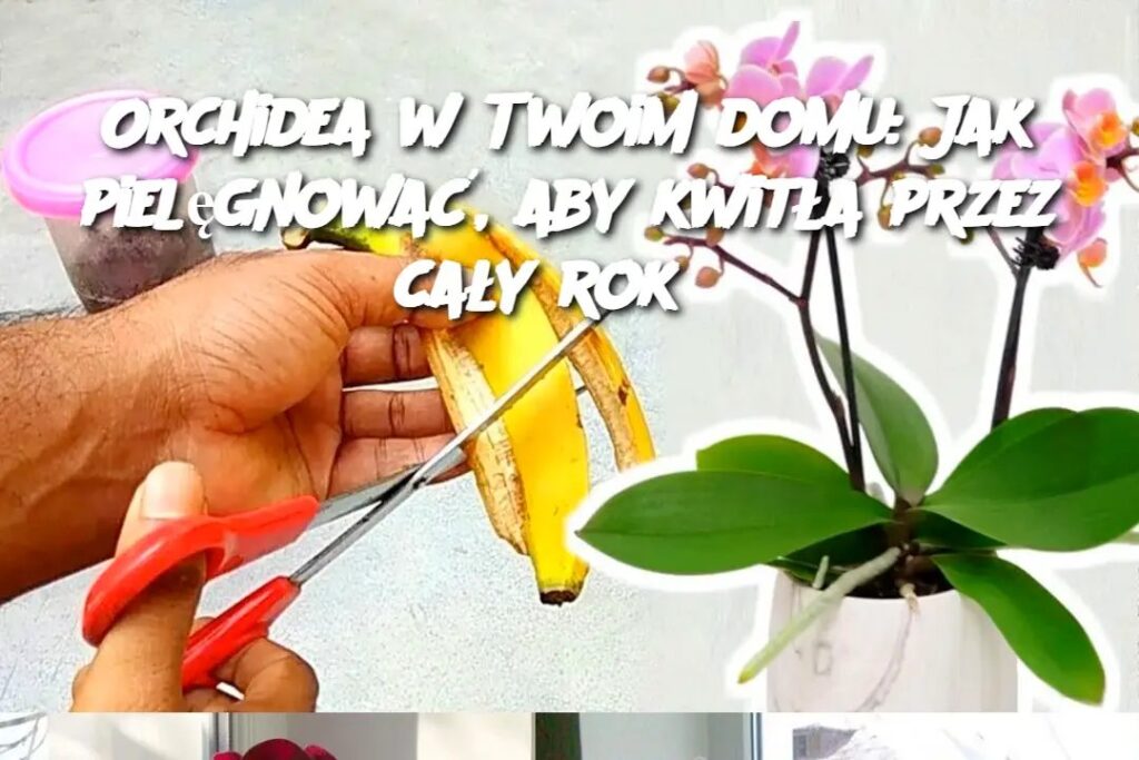Orchidea_w_Twoim_domu__Jak_piel_gnowa___aby_kwit_a_przez_ca_y_rok_ Orchidea_w_Twoim_domu__Jak_piel_gnowa___aby_kwit_a_przez_ca_y_rok_