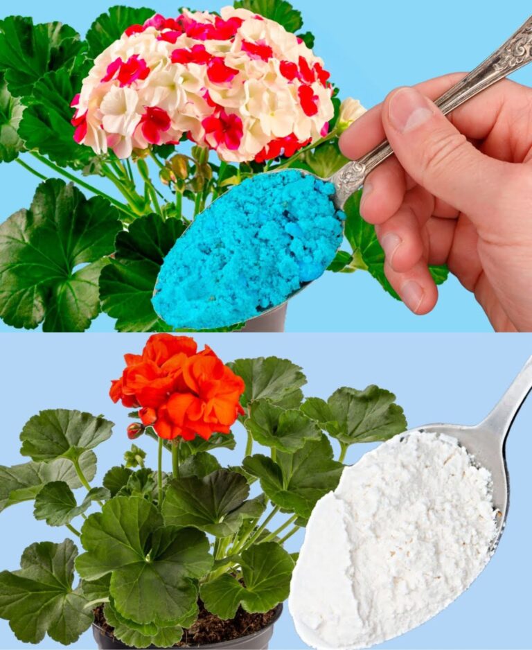 Oto_jak_mie__pelargonie_pe_ne_kwiat_w__musisz_je_podlewa__w_ten_spos_b__aby_zawsze_by_y_bujne