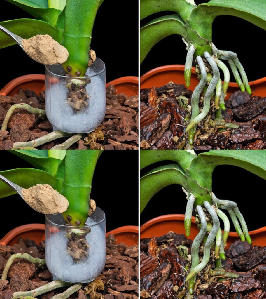 Po___k_e_i_zgni_e_li_cie__nie_wyrzucaj_orchidei__je_li_to_zrobisz__o_yje-5 Po___k_e_i_zgni_e_li_cie__nie_wyrzucaj_orchidei__je_li_to_zrobisz__o_yje-5