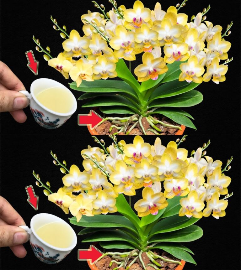 Po___k_e_i_zgni_e_li_cie__nie_wyrzucaj_orchidei__je_li_to_zrobisz__o_yje