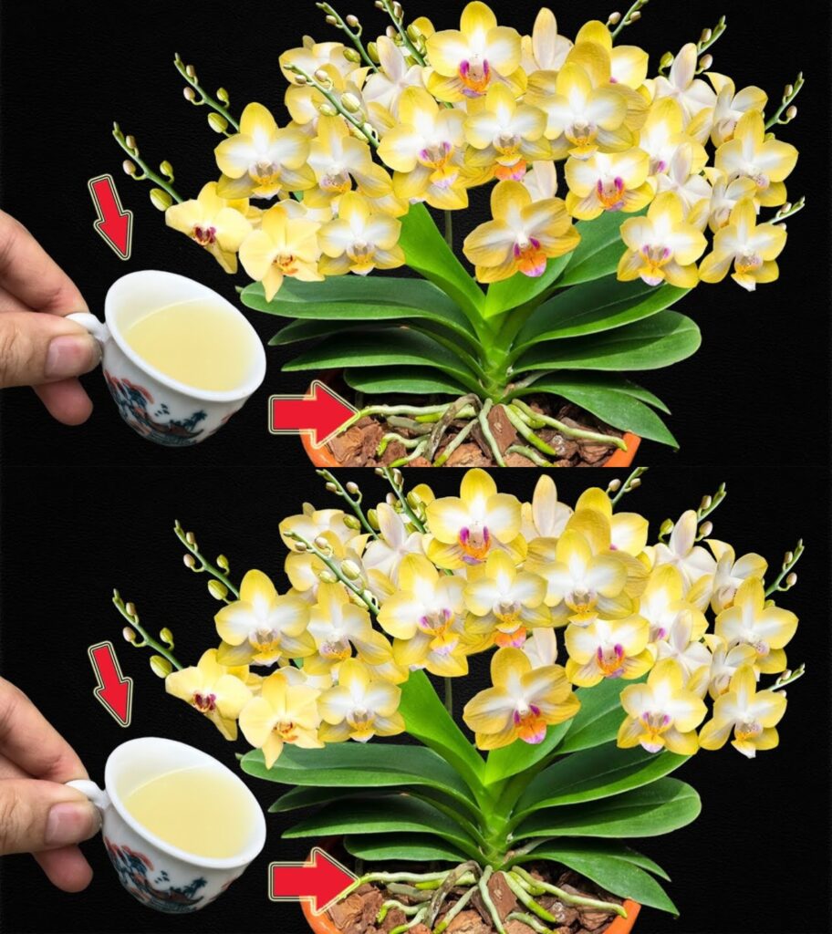Po___k_e_i_zgni_e_li_cie__nie_wyrzucaj_orchidei__je_li_to_zrobisz__o_yje Po___k_e_i_zgni_e_li_cie__nie_wyrzucaj_orchidei__je_li_to_zrobisz__o_yje