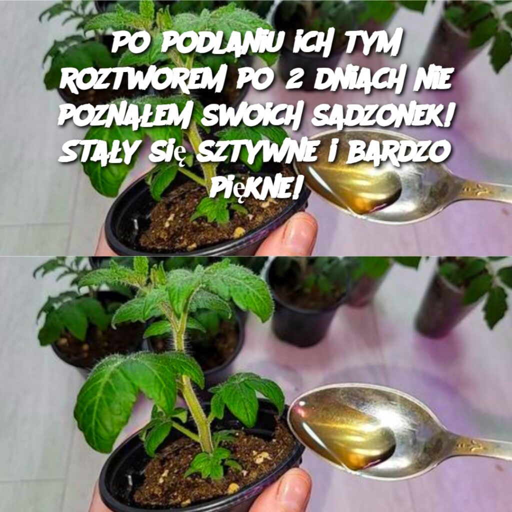 Po_podlaniu_ich_tym_roztworem_po_2_dniach_nie_pozna_em_swoich_sadzonek__Sta_y_si__sztywne_i_bardzo_pi_kne_-3 Po_podlaniu_ich_tym_roztworem_po_2_dniach_nie_pozna_em_swoich_sadzonek__Sta_y_si__sztywne_i_bardzo_pi_kne_-3