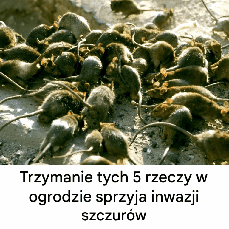Pozostawienie_tych_pi_ciu_rzeczy_w_ogrodzie_mo_e__sprzyja__inwazji_szczur_w__