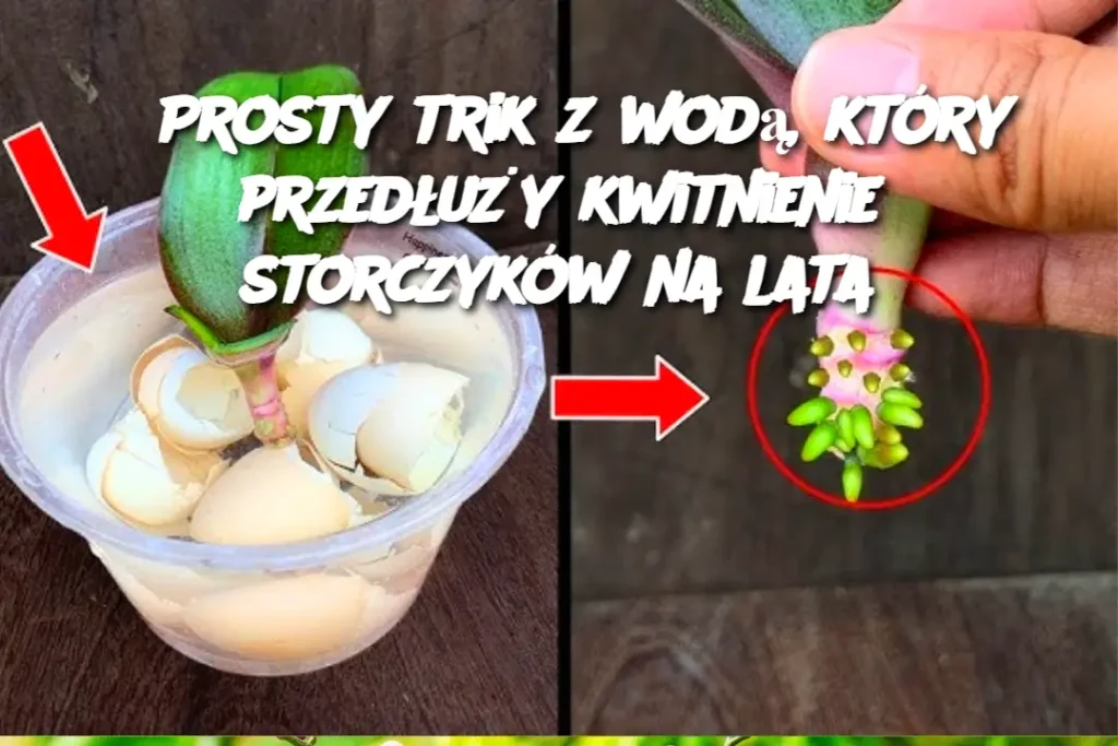 Prosty_trik_z_wod___kt_ry_przed_u_y_kwitnienie_storczyk_w_na_lata Prosty_trik_z_wod___kt_ry_przed_u_y_kwitnienie_storczyk_w_na_lata