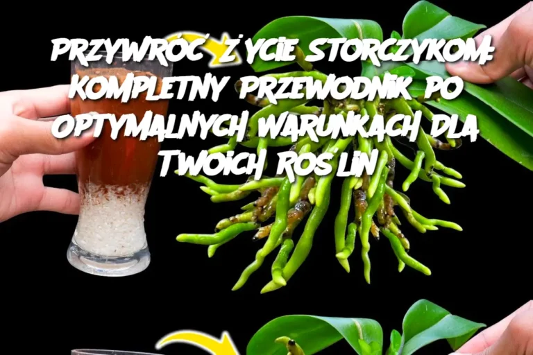 Przywr____ycie_Storczykom__Kompletny_Przewodnik_po_Optymalnych_Warunkach_Dla_Twoich_Ro_lin