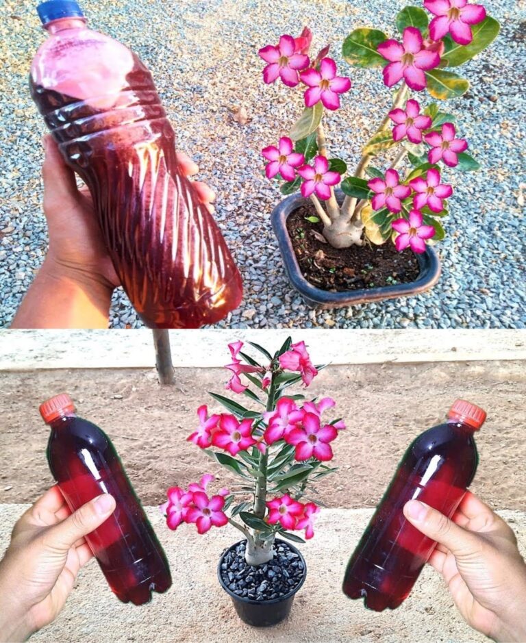 Pune_1_picatura_sub_florile_din_casa_ta_si_toate_vor_inflori_fara_oprire_-1