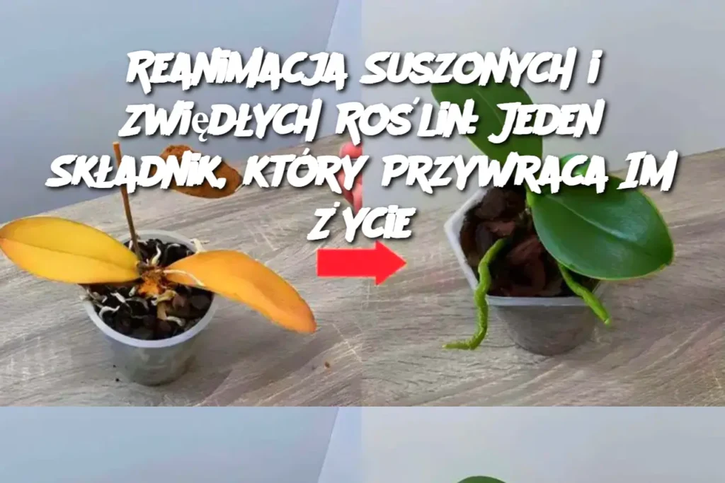 Reanimacja_Suszonych_i_Zwi_d_ych_Ro_lin__Jeden_Sk_adnik__kt_ry_Przywraca_Im__ycie