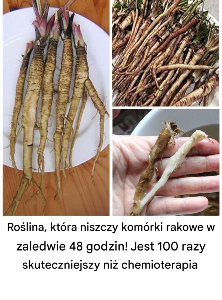 Ro_lina__kt_ra_niszczy_kom_rki_rakowe_w_zaledwie_48_godzin__Jest_100_razy_skuteczniejsza_ni__chemioterapia