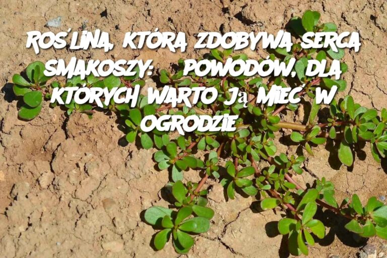 Ro_lina__kt_ra_zdobywa_serca_smakoszy__8_powod_w__dla_kt_rych_warto_j__mie__w_ogrodzie