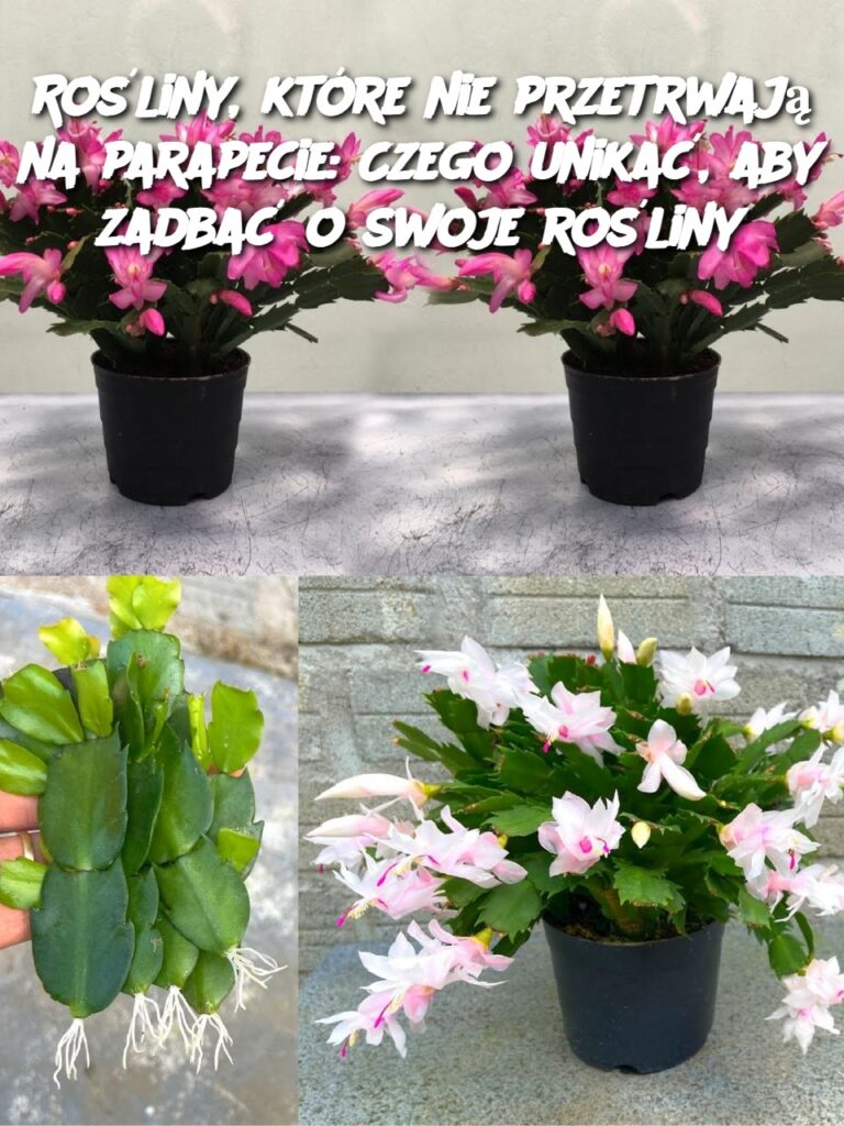 Ro_liny__kt_re_nie_przetrwaj__na_parapecie__Czego_unika___aby_zadba__o_swoje_ro_liny Ro_liny__kt_re_nie_przetrwaj__na_parapecie__Czego_unika___aby_zadba__o_swoje_ro_liny