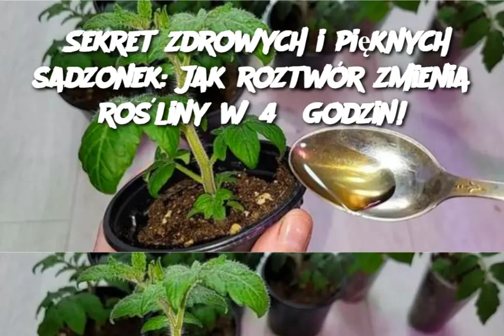 Sekret_zdrowych_i_pi_knych_sadzonek__Jak_roztw_r_zmienia_ro_liny_w_48_godzin_ Sekret_zdrowych_i_pi_knych_sadzonek__Jak_roztw_r_zmienia_ro_liny_w_48_godzin_