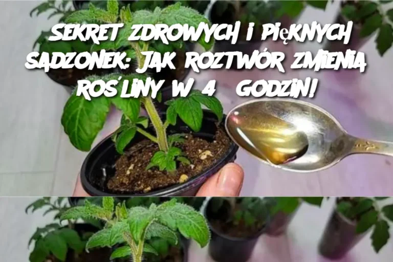 Sekret_zdrowych_i_pi_knych_sadzonek__Jak_roztw_r_zmienia_ro_liny_w_48_godzin_