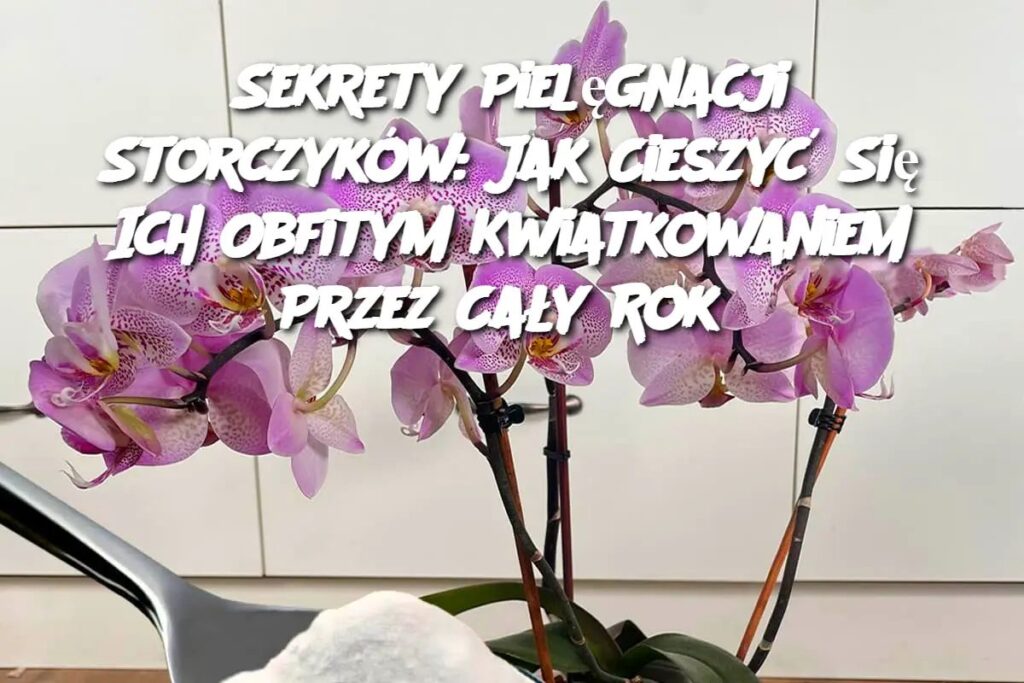Sekrety_Piel_gnacji_Storczyk_w__Jak_Cieszy__Si__Ich_Obfitym_Kwiatkowaniem_Przez_Ca_y_Rok Sekrety_Piel_gnacji_Storczyk_w__Jak_Cieszy__Si__Ich_Obfitym_Kwiatkowaniem_Przez_Ca_y_Rok