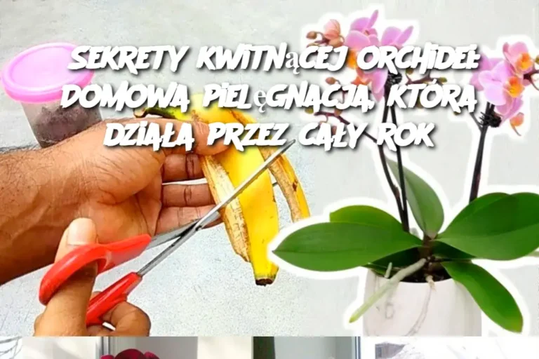 Sekrety_kwitn_cej_orchidei__Domowa_piel_gnacja__kt_ra_dzia_a_przez_ca_y_rok-1