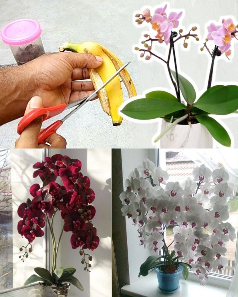 Sekrety_kwitn_cej_orchidei__Domowa_piel_gnacja__kt_ra_dzia_a_przez_ca_y_rok