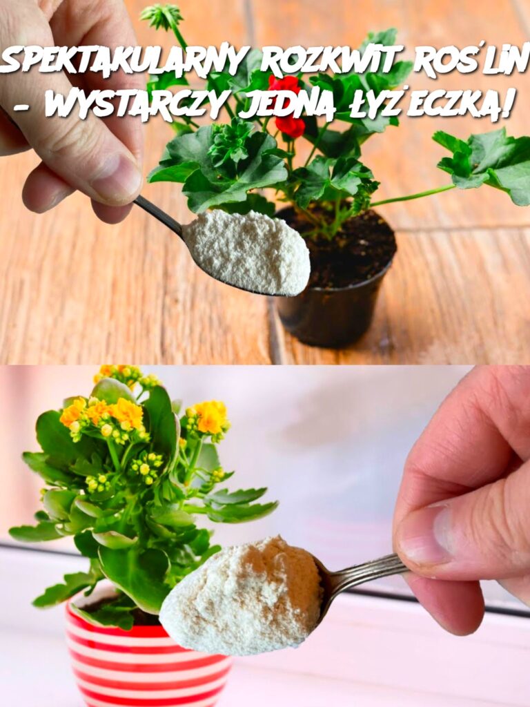 Spektakularny_rozkwit_ro_lin___wystarczy_jedna__y_eczka_ Spektakularny_rozkwit_ro_lin___wystarczy_jedna__y_eczka_