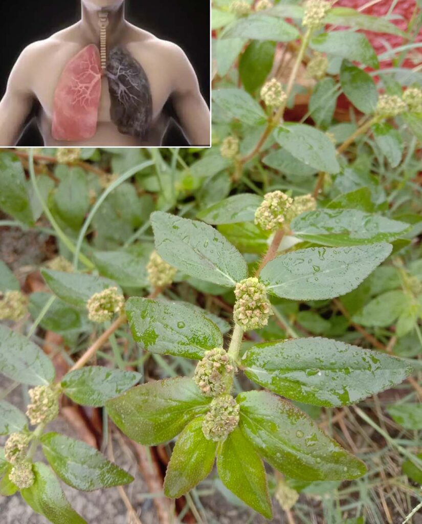 Ta_ma_o_znana_ro_lina__kt_ra_mo_e_odmieni__Twoje_zdrowie Ta_ma_o_znana_ro_lina__kt_ra_mo_e_odmieni__Twoje_zdrowie